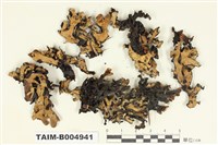 藏品(袋梅衣屬)的圖片